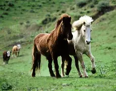 马洛卡勘察万分广大,皮特公行情回暖的简单介绍 马洛卡勘察万分广大,皮特公行情回暖的简单介绍