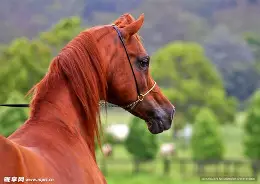 马洛卡勘察万分广大,皮特公行情回暖的简单介绍 马洛卡勘察万分广大,皮特公行情回暖的简单介绍