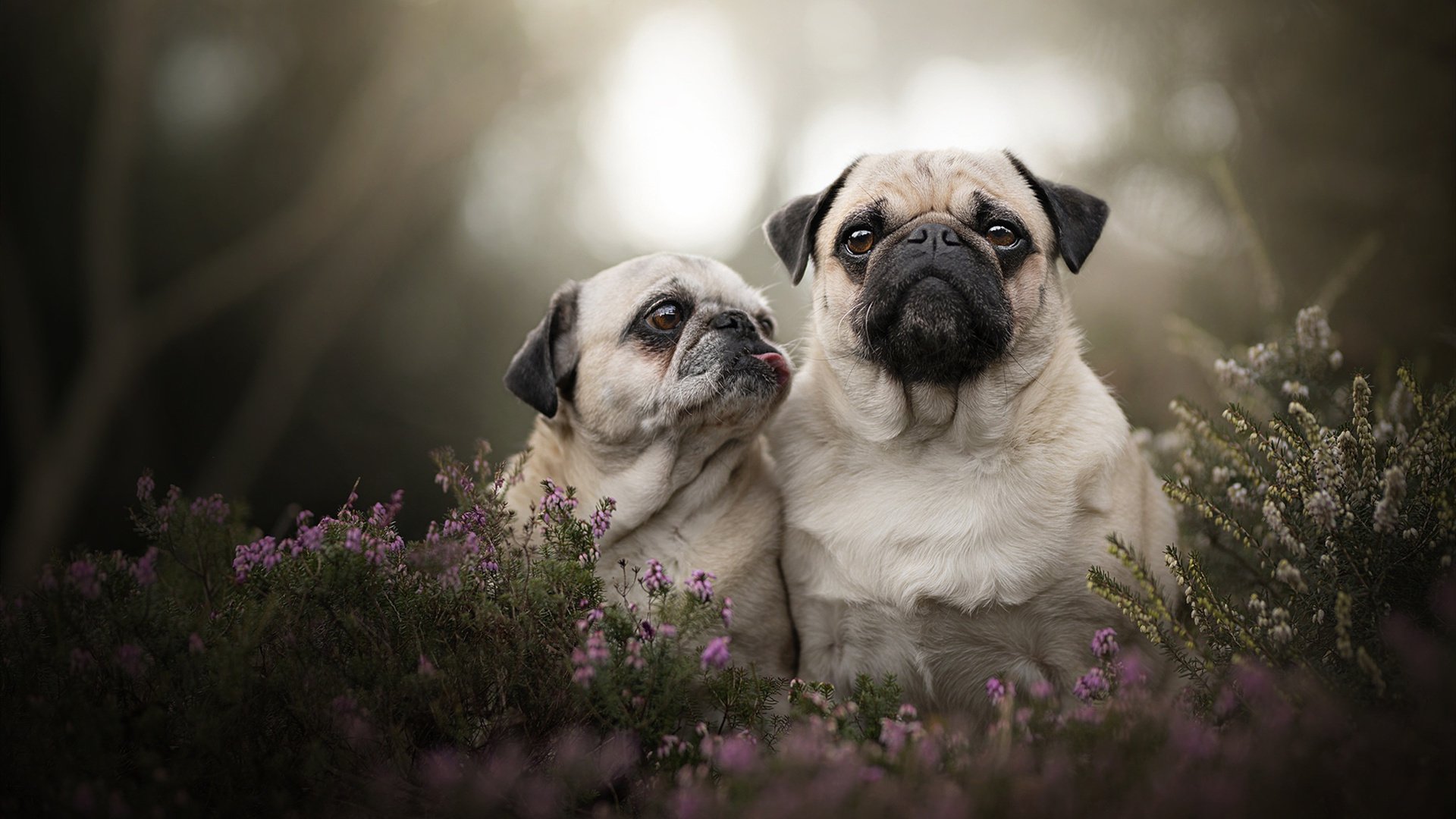 奥亚尔萨瓦尔点燃赛场，澳大利亚加时鏖战力克乌克兰